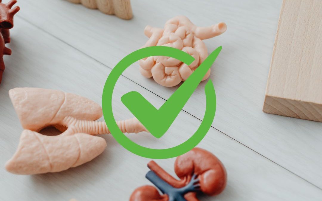 Ledviny, jako zásobárna zdraví a vitality